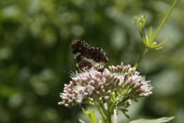 Eupatorium cannabinum Koninginnekruid bestellen